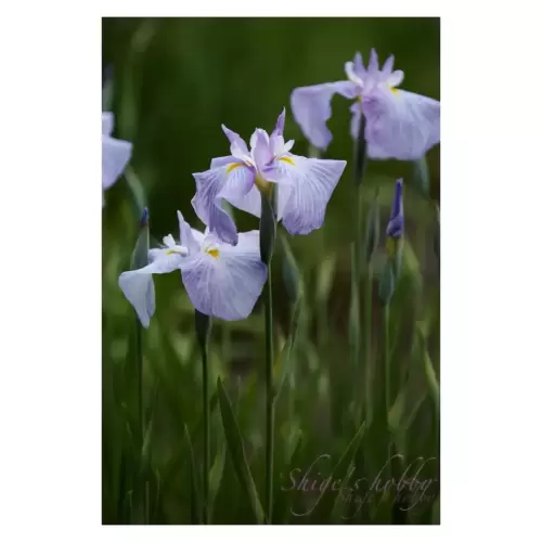 Iris・水仙