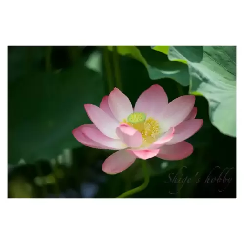 Large lotus flower・大賀蓮