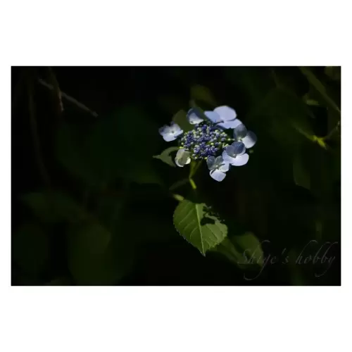 紫陽花・Hydrangea