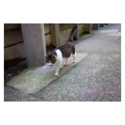 Cat・猫