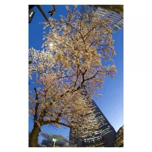 Cherry blossom of Minatomirai・みなとみらいの桜