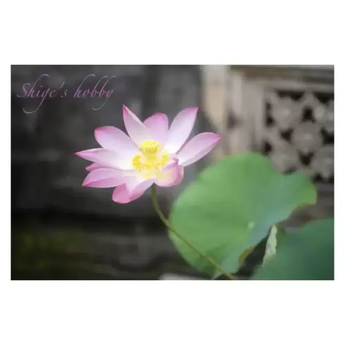 Lotus Flower・蓮