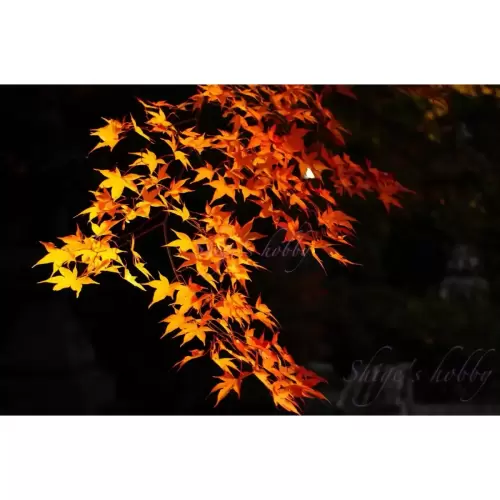 鍬山神社の紅葉・Autumn leaves at Kuwayama Shrine