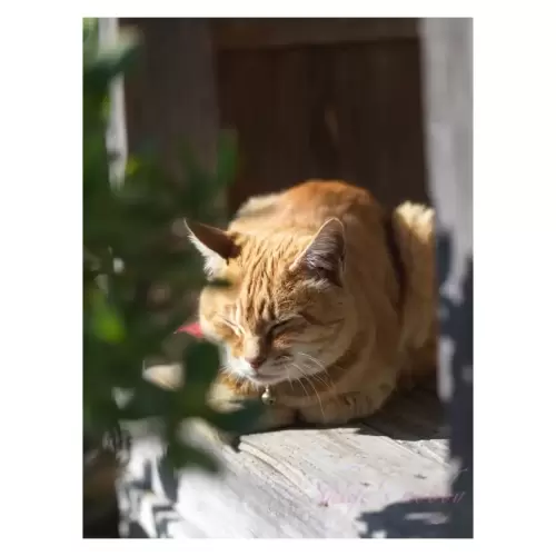 Cat・猫