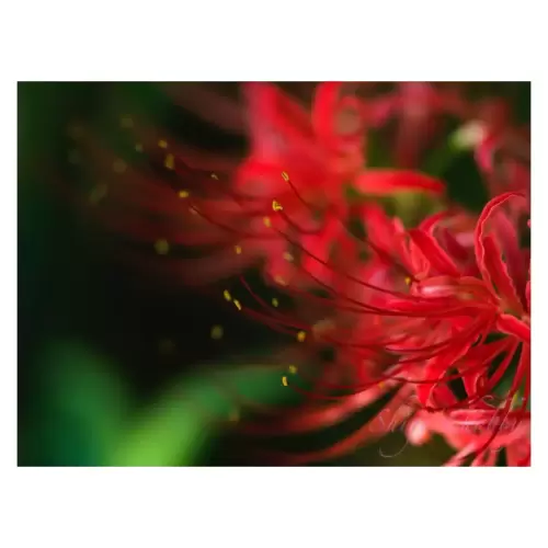 Red spider lily・ヒガンバナ