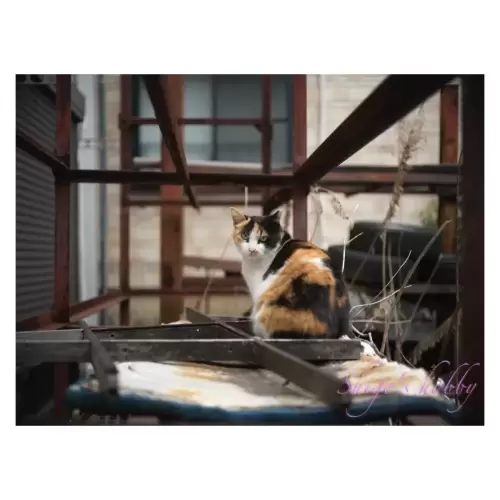 Cat・猫