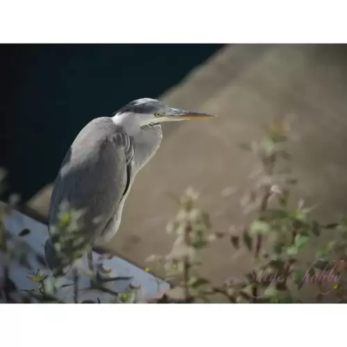 アオサギ・Grey Heron