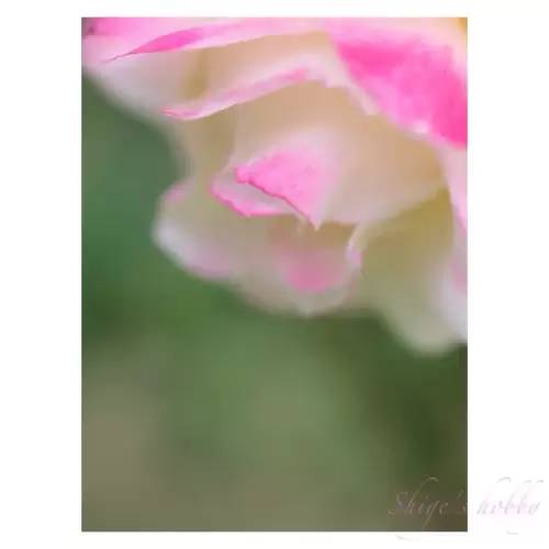 Rose・薔薇