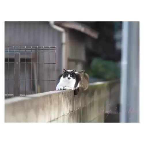 Cat・猫