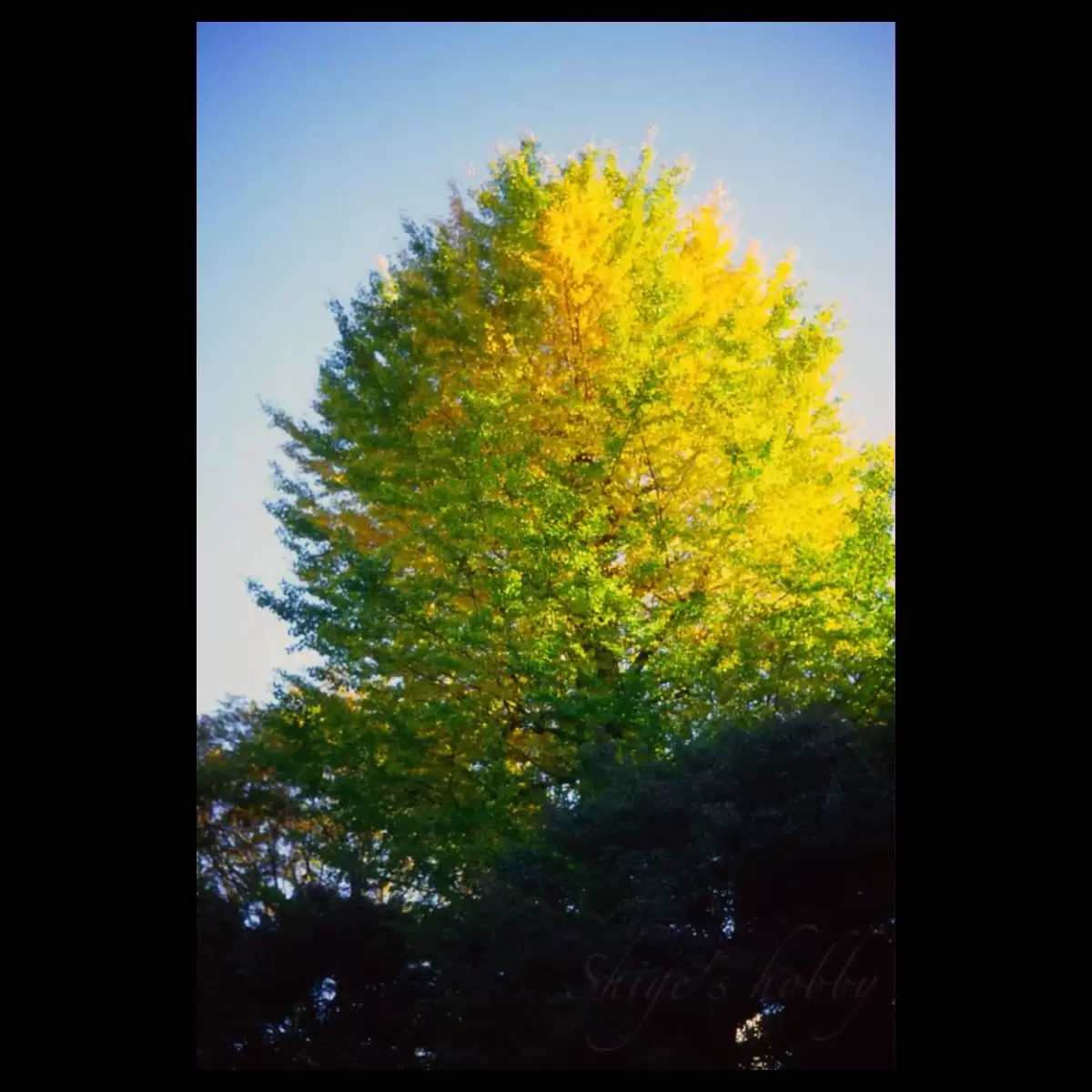 後楽園の秋・Autumn in Korakuen