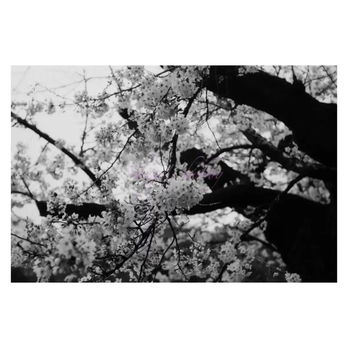 Cherry blossom・桜