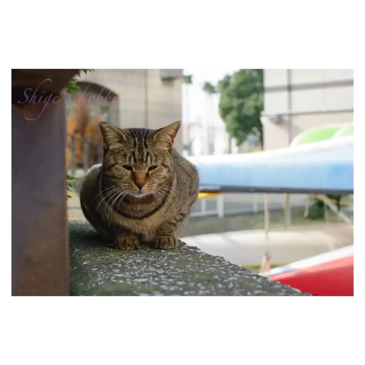 Cat・猫