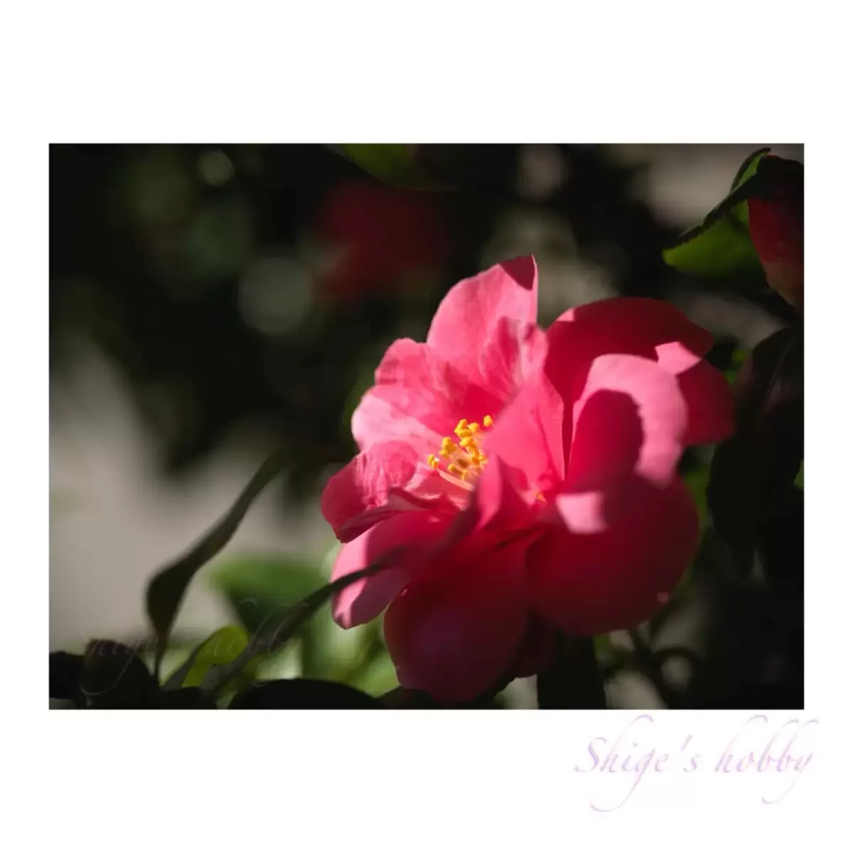 Sasanqua Camellia・サザンカ