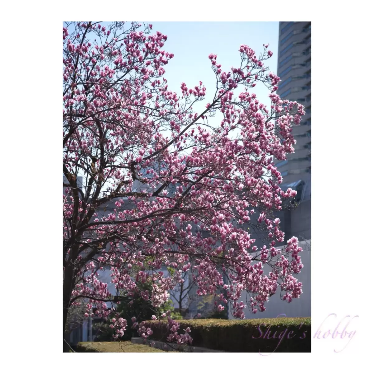 Magnolia・木蓮