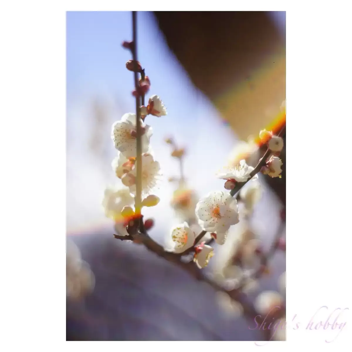 Plum blossom・梅