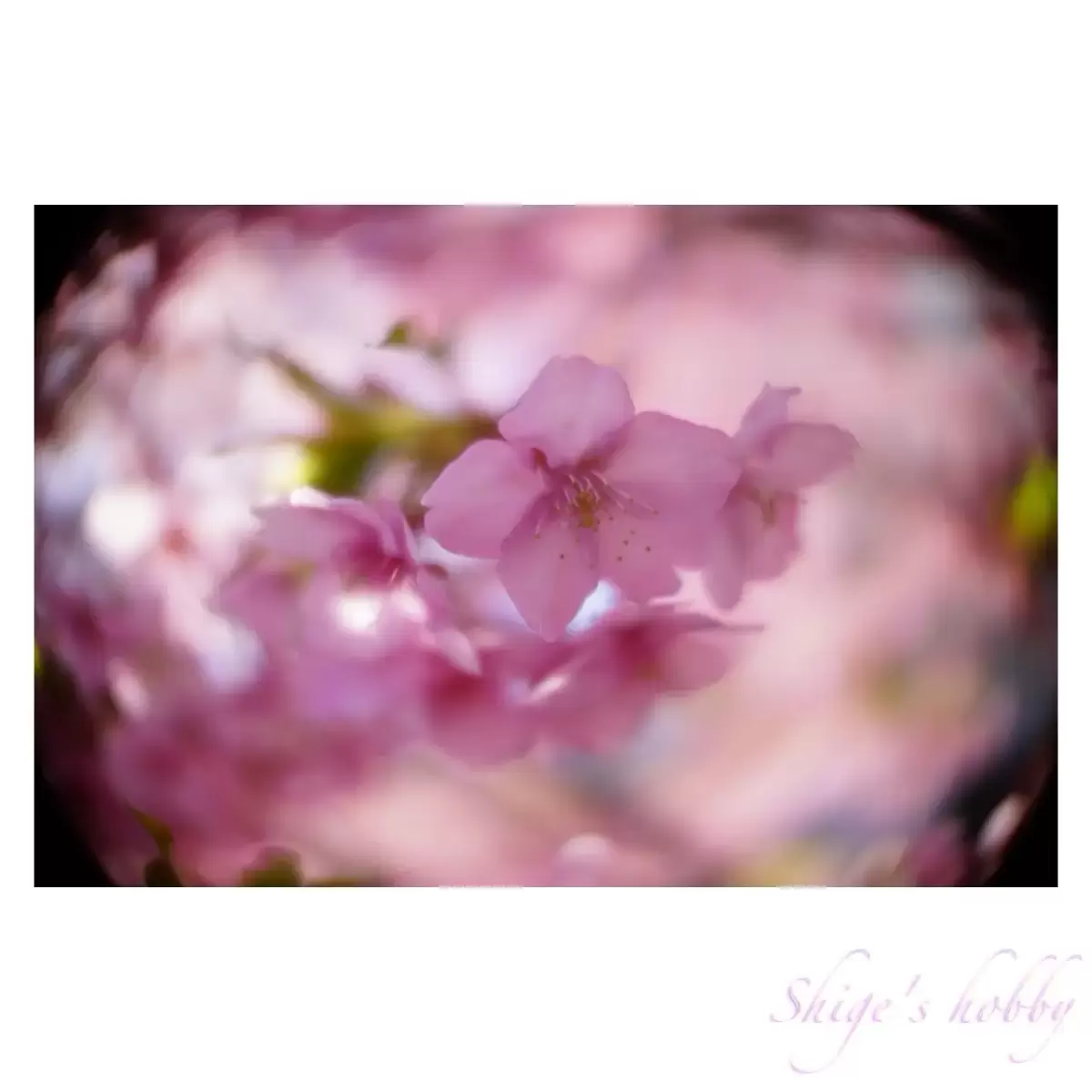 Cherry blossom・桜