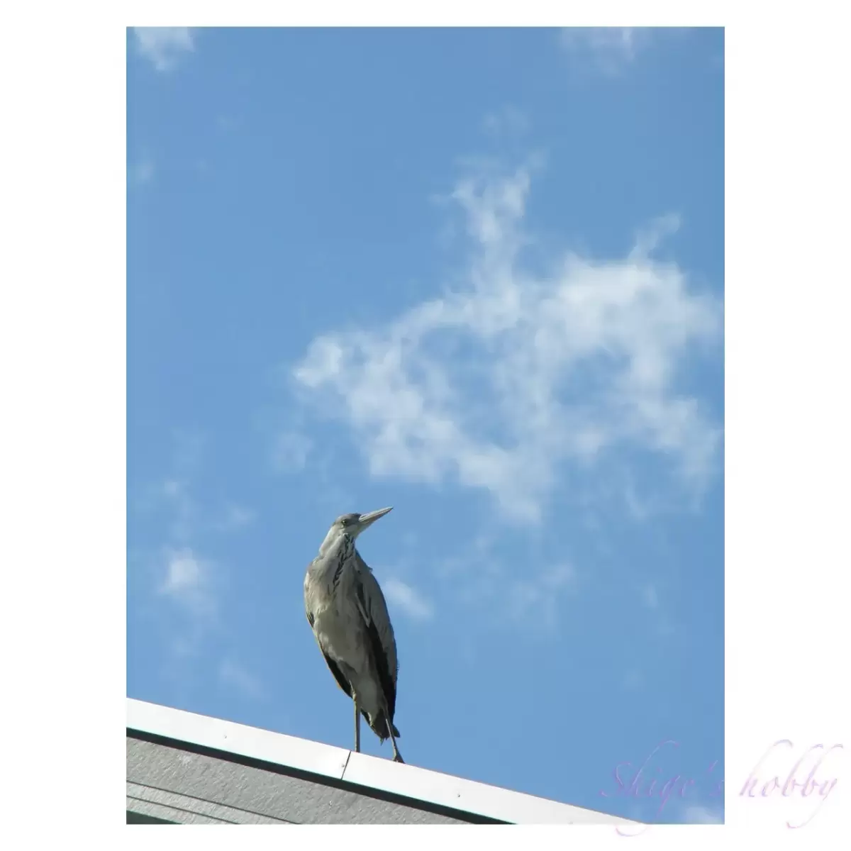 Grey Heron・アオサギ