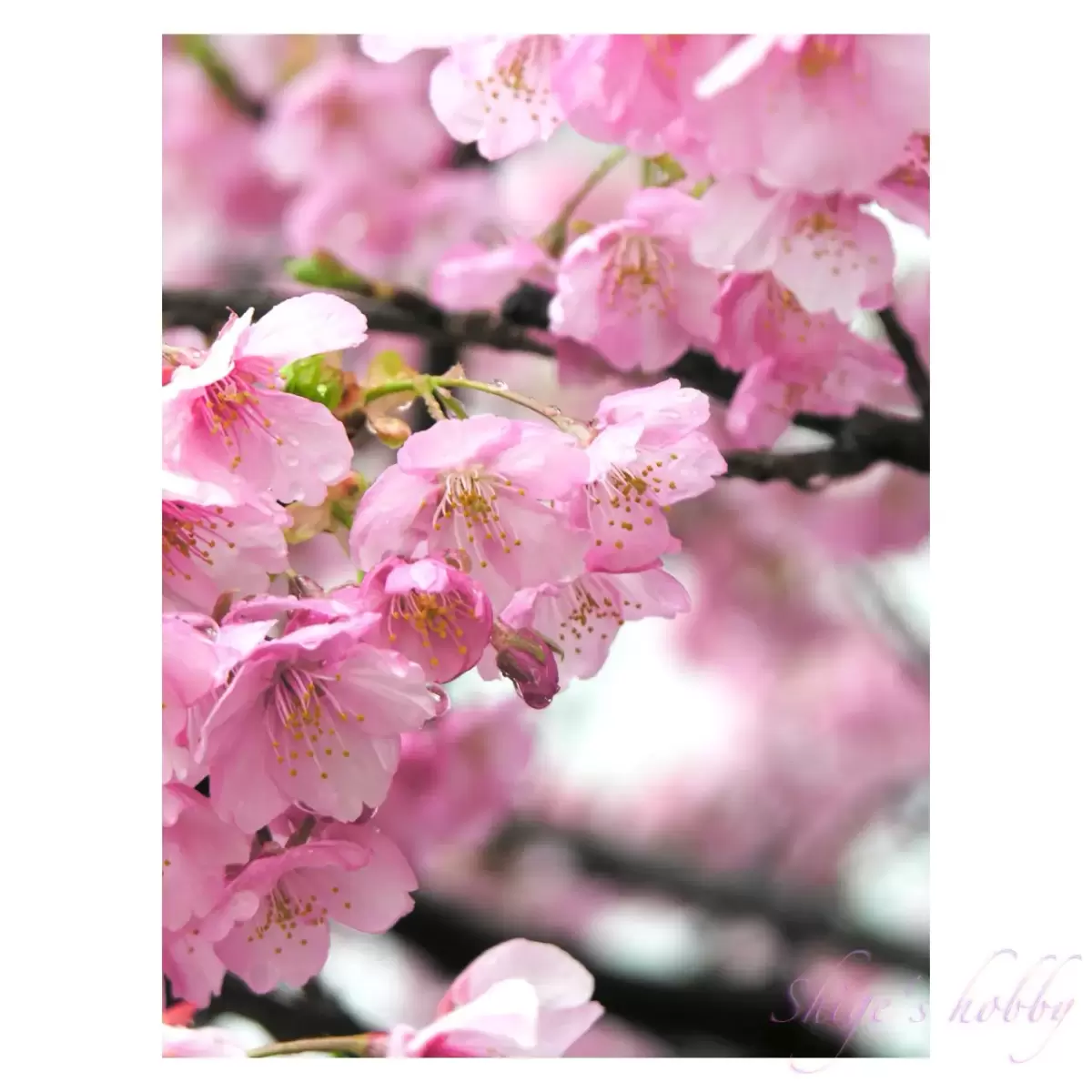 Kawadu Cherry blossom・河津桜