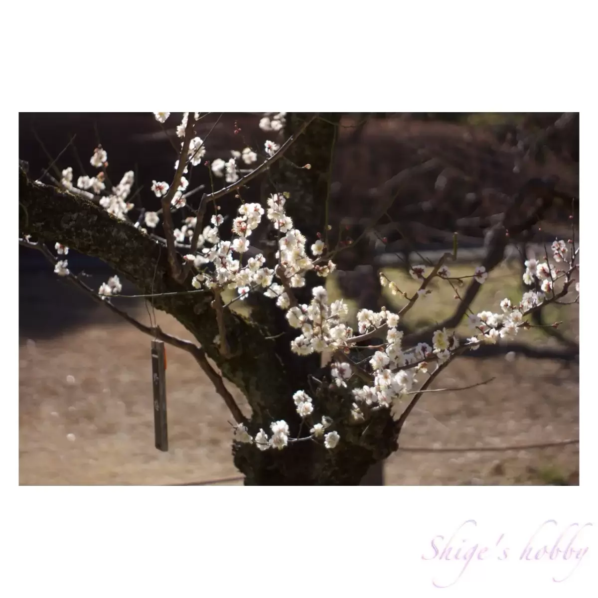 Plum blossom・梅