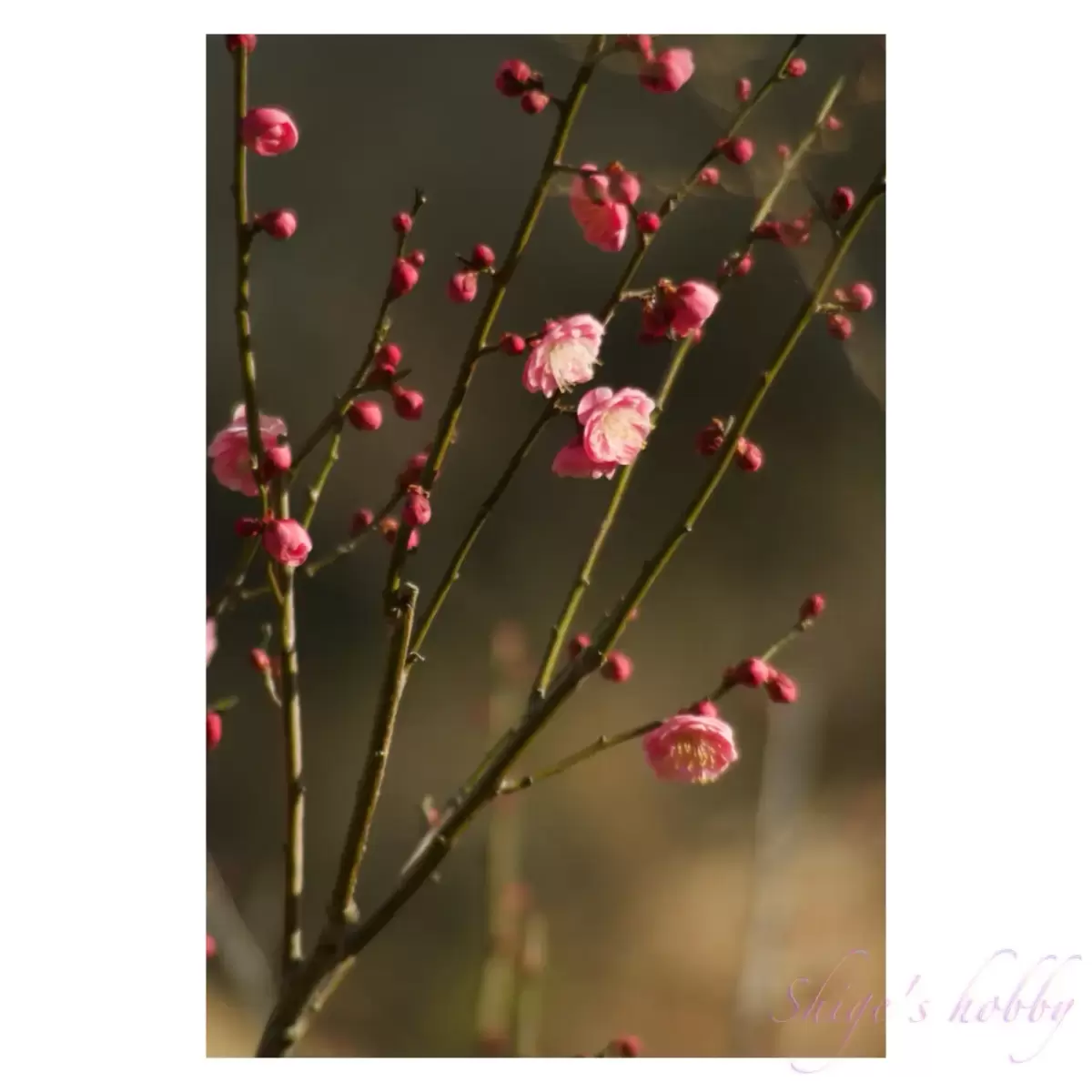 Plum blossom・梅