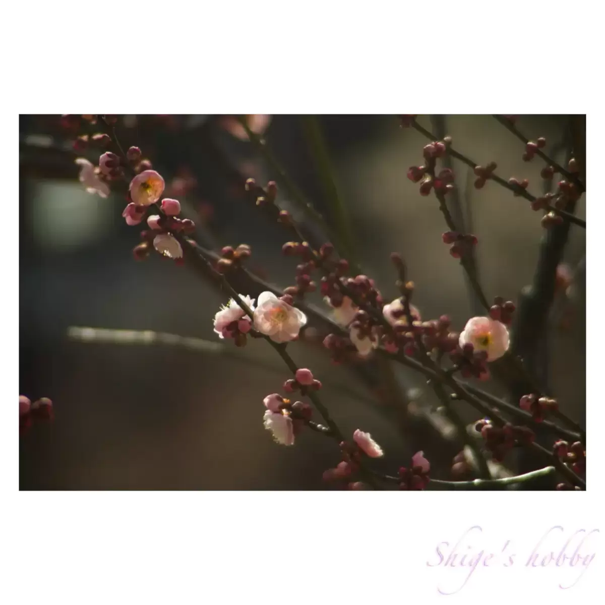 Plum blossom・梅