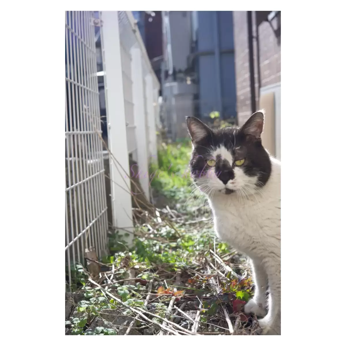 Cat・猫