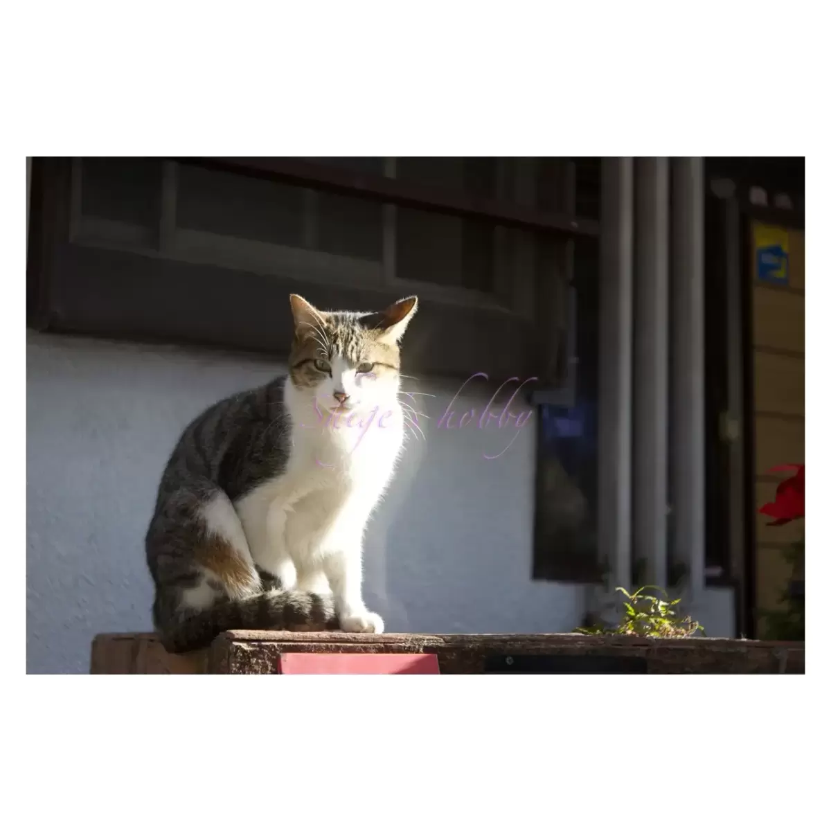 Cat・猫