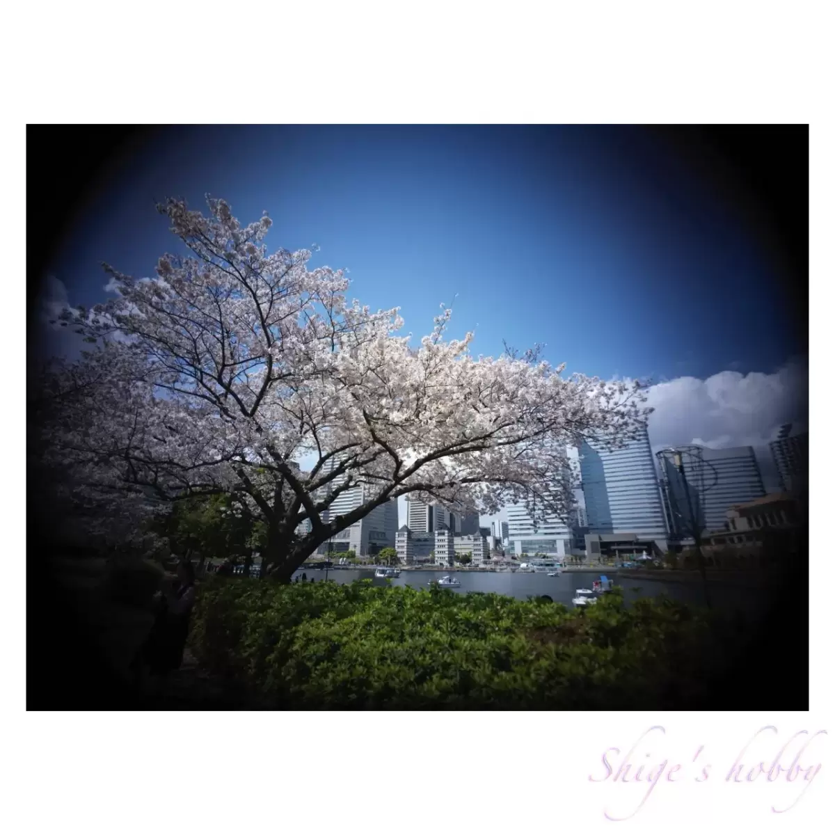 Cherry blossom in Minatomirai・みなとみらいのさくら