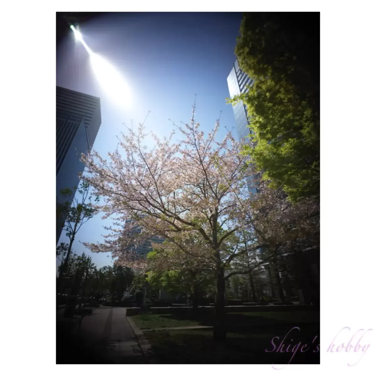 Cherry blossom in Minatomirai・みなとみらいのさくら